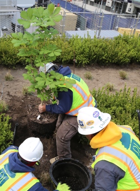 Workers Plant Anne Frank Chestnut Tree